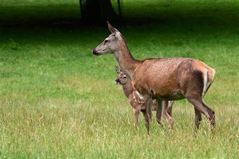 Roe Deer Fawn Wildlife Red - Free photo on Pixabay - Pixabay