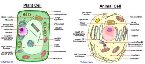 Cell Structure- The Structure and Function of cell Organelles - VidyaGyaan