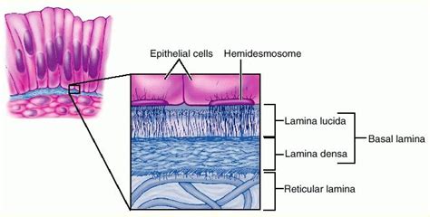 lamina basal - Pesquisa Google Pesquisa Google, Anatomia E Fisiologia ...