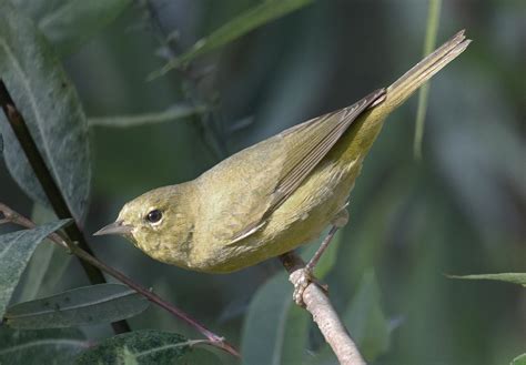 Orange-crowned Warbler | San Diego Bird Spot