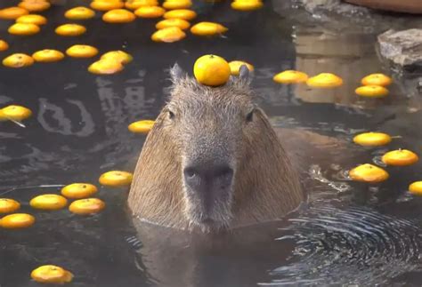 Why Do Capybaras Like Oranges? (This is the Reason) - Animal World Facts