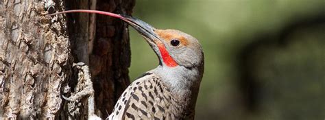 The Amazing Secrets of Woodpecker Tongues - ABC