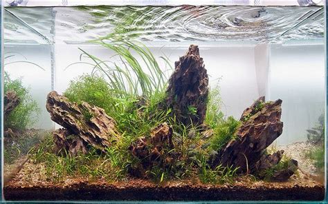 Dragon stone layout | Aquascaping | Pinterest | Aquarium, Aquascaping ...