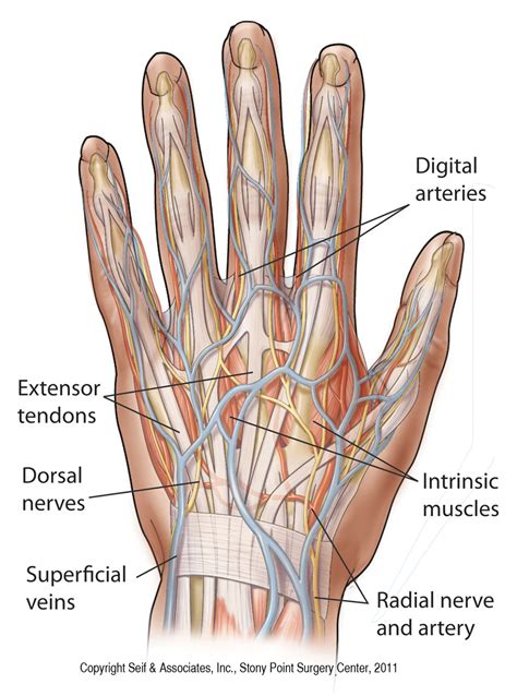 anatomy of left hand label - ModernHeal.com