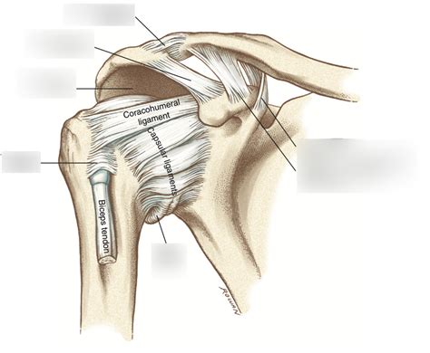 Shoulder ligaments Diagram | Quizlet