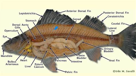 perch anatomy - YouTube