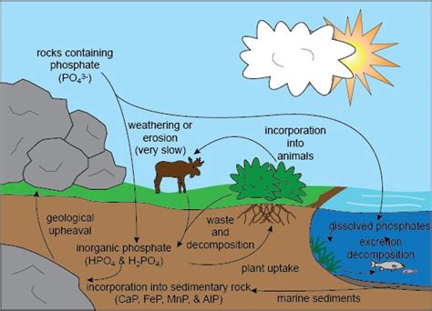 Phosphorus Definition, Facts, Symbol, Discovery, Property, Uses