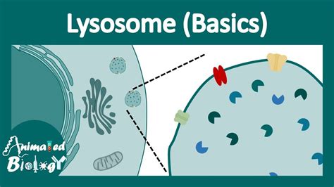 Lysosome Cell Structure