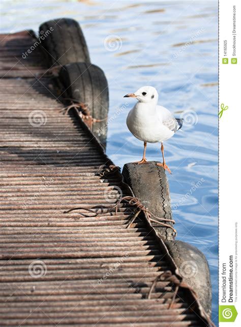 Sea gull sitting on pier stock image. Image of bill, copy - 14165925