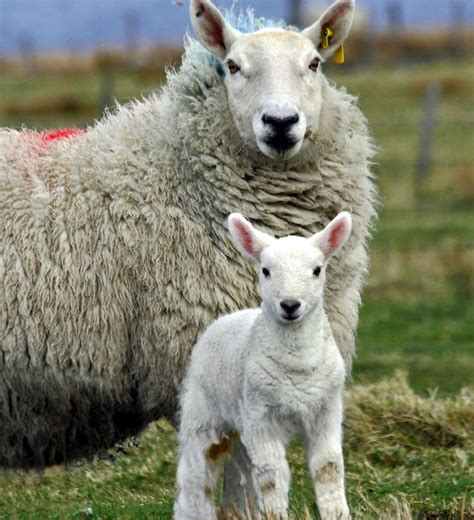 Cheviot sheep - Alchetron, The Free Social Encyclopedia