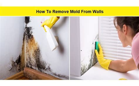 How To Remove Mold From Wall (7 Best Methods)