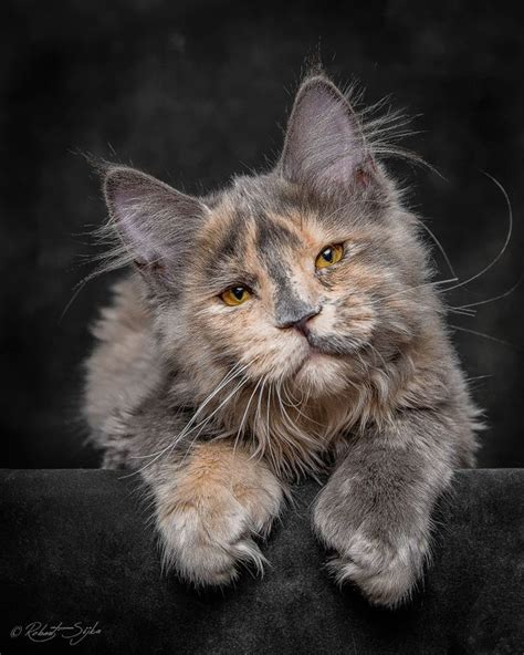 Épinglé sur Beautiful Cats⎪Les plus beaux chats