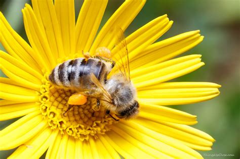 Pollen Baskets - Macro Photography by Things up Close | Macro ...