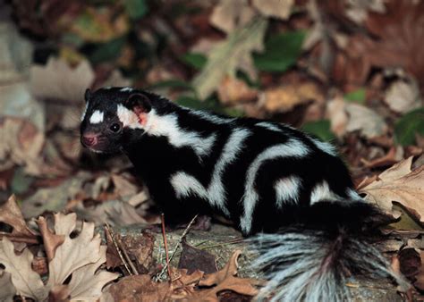 Eastern Spotted Skunk / Species Images / Threatened and Endangered ...