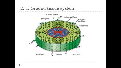 Class 11 Bio Ground Tissue System - YouTube