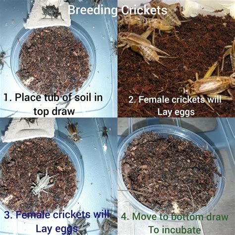 How crickets lay eggs | Reptile food, Lizard food, Gecko food