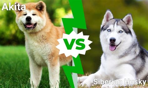 Akita vs Siberian Husky: What’s the Difference? - IMP WORLD