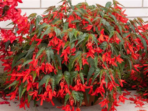 Begonia boliviensis - World of Flowering Plants