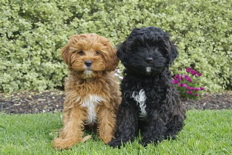 Red and black toy cavoodles | Cavapoo puppies, Cute dogs, Puppies