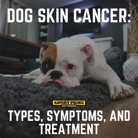 Dog Skin Cancer: Types, Symptoms, and Treatment - Savory Prime Pet Treats