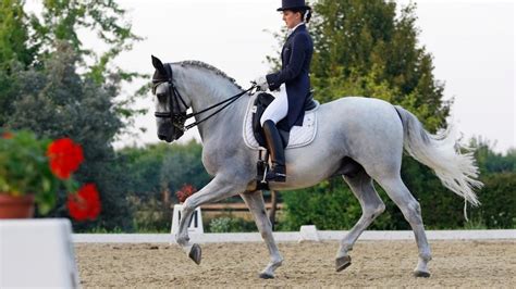 Dressage Movements Decoded - Equestrian Hub