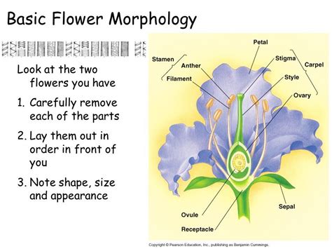 Related image | Pearson education, Morphology, Ovaries