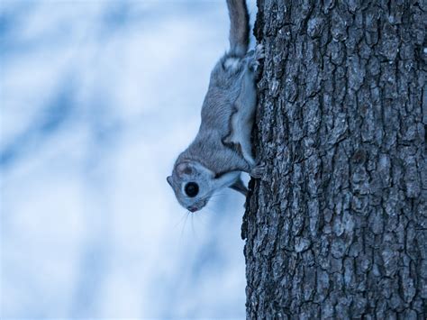 How to find a wild Hokkaido momonga flying squirrel | HokkaidoWilds.org