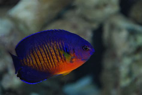 Coral Beauty Angelfish - Arizona Fish Guy - Custom Marine Aquaria