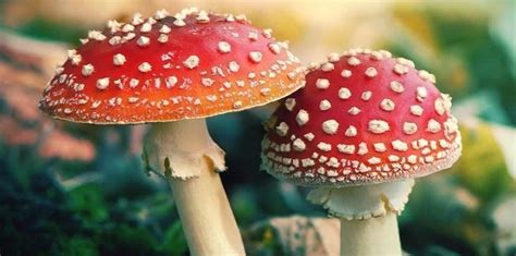 Amanita muscaria: The Fly Agaric Mushroom Identification & Trip Effects