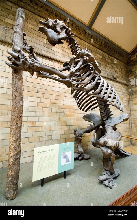 Natural History Museum dinosaur skeleton London Stock Photo - Alamy