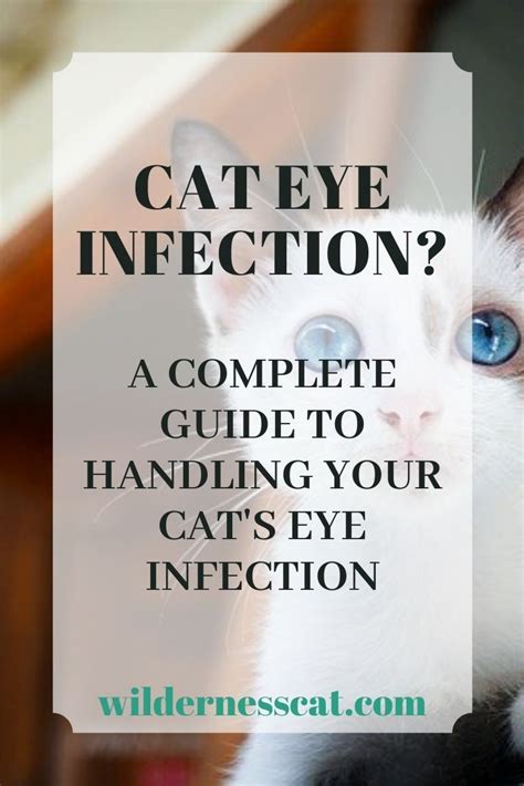 Home Remedies for Cat Eye Infection in 2020 | Cat eye infection, Eye ...