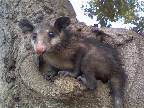 Corazón de Arena: La fauna de Quintana Roo.