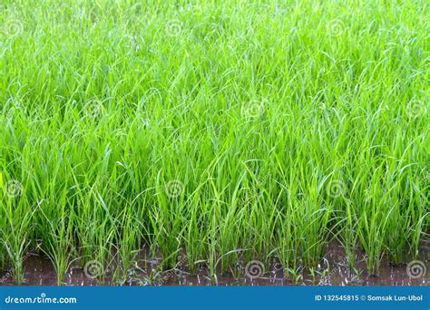 Young Rice are Growing in the Water Stock Image - Image of organic ...