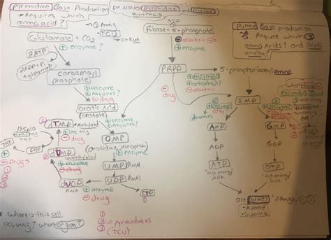 de novo purine and pyrimidine biosynthesis and salvage pathways Diagram ...