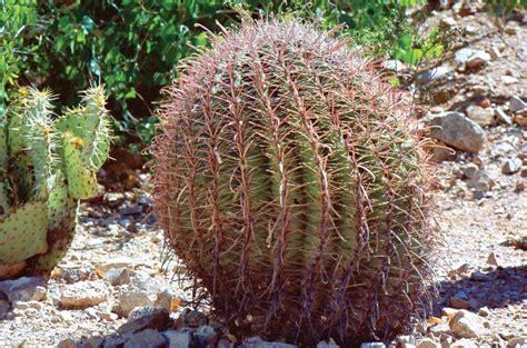 Barrel cactus | Description, Facts, & Species | Britannica