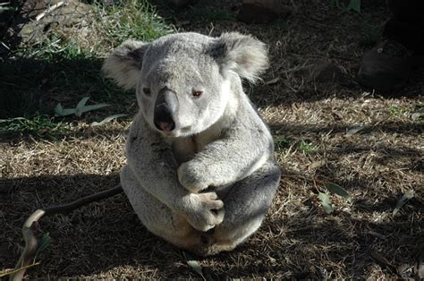 Koala Bear Facts | Cool Kid Facts