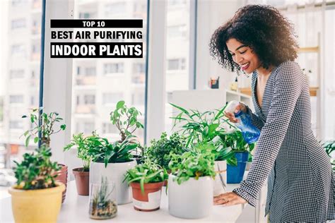 Top 10 Best Air Purifying Indoor Plants - Wonderslist