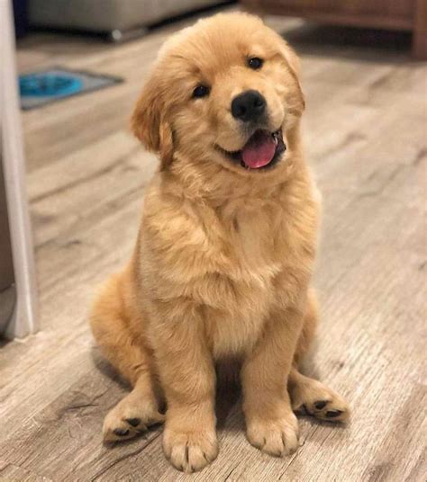 Chó Golden Retriever giá bao nhiêu? Đặc điểm và cách huấn luyện chó ...