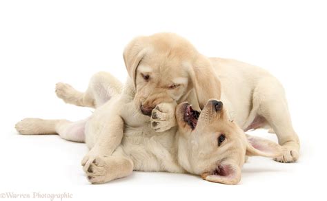 Dogs: Yellow Labrador Retriever puppies play-fighting photo WP33560