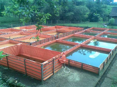 Farmers who own such type of ponds use them for breeding purposes ...