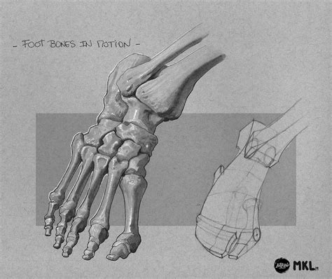 Anatom'Inktober day 17 : Foot bones in motion 3, Haekel Lav. | Human ...