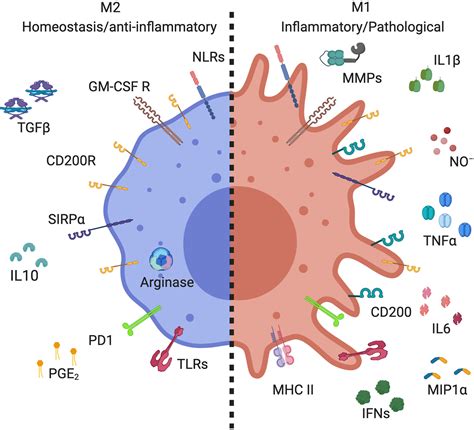 Macrophage Cells