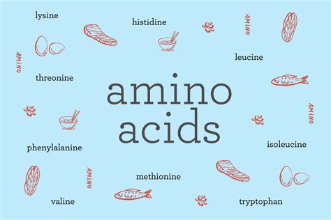 What are amino acids? Exploring the 9 essential amino acids + the foods ...