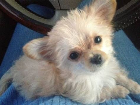 Chihuahua Poodle Mix Adoption - Pets Lovers