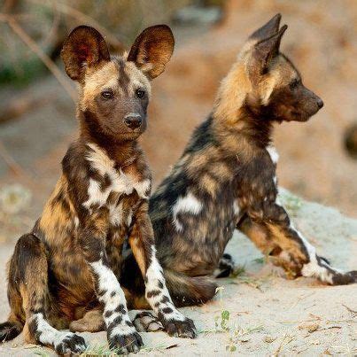 African Wild Dog Pups - So Cute!