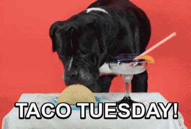 Taco Tuesday Tacos GIF - TacoTuesday Tacos Funny - Discover & Share GIFs