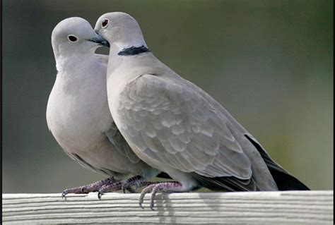 Learn about Turtle Doves - Cole's Wild Bird Products