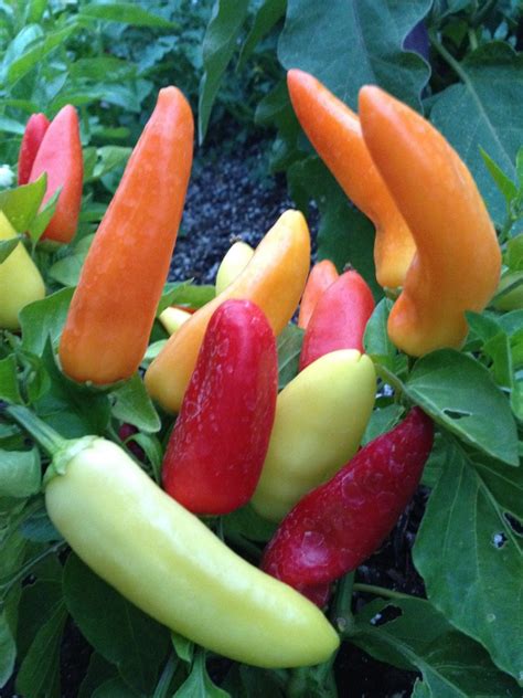 Hungarian Hot Wax Pepper Organic Heirloom Seeds by kenyonorganics