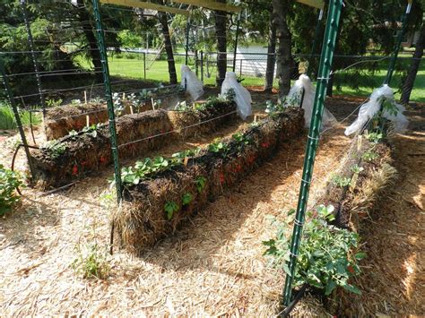 Gardening in Straw - pennlive.com