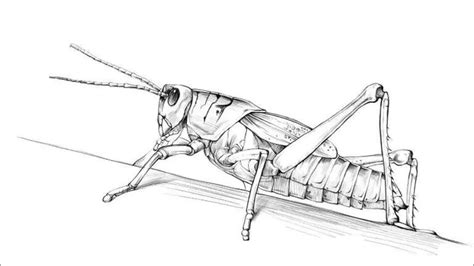 Grasshopper Sketch - Drawing Skill